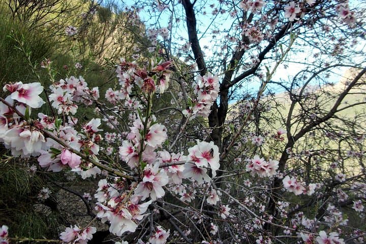 Almond Blossom Trail, Tenerife: Full-Day Walk Through Bloom and Lava photo 3