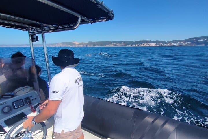 Sesimbra Arrábida Dolphin & Whale Watching Tour with Biologist — 3‑Hour Marine Cruise photo 6