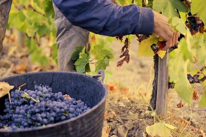 Guided Winemaker Tour in Faugères: From the Vine to the Glass photo 3