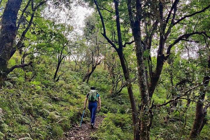 Kaflani Day Hike: Easy Hilltop Walk with Himalayan Views Near Mussoorie photo 4