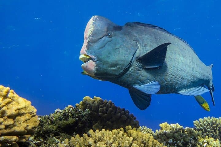 Tulamben Shipwreck & Coral Garden: Private Fun Dives on the USAT Liberty photo 6
