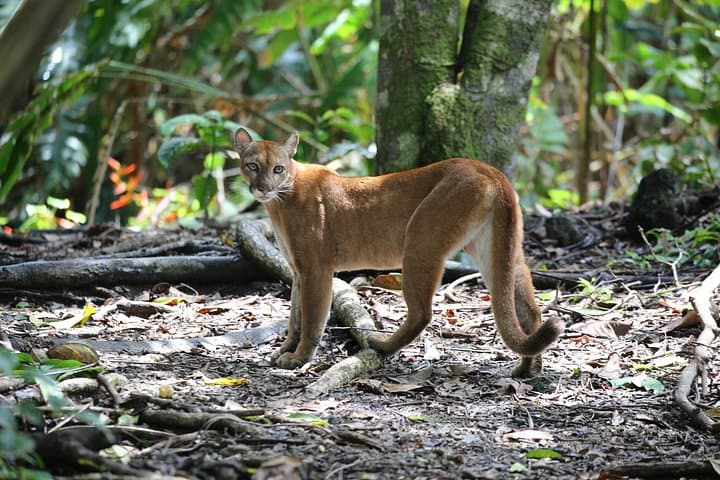 Corcovado National Park Hike from Uvita — San Pedrillo Day Trek photo 3