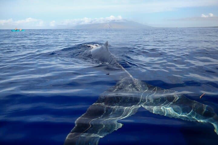 Kayak Whale Watching in Maui: Makena Landing Humpback Experience photo 2