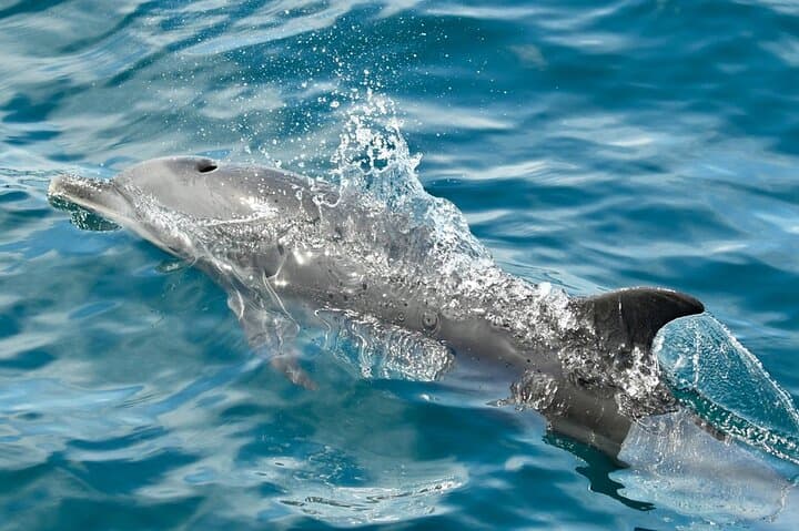 Dolphin Snorkeling Trip from Sámara: Isla Chora & Pacific Wildlife