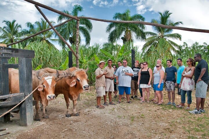 Punta Cana Safari: Half-Day Trapiche, Rum & Cigar Cultural Tour photo 4