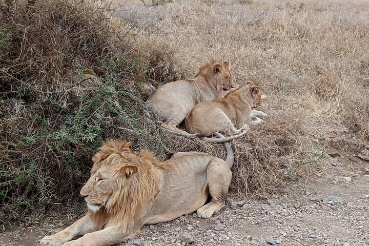 2-Day Safari: Tarangire & Ngorongoro Crater Midrange Lodge Wildlife Weekend photo 3