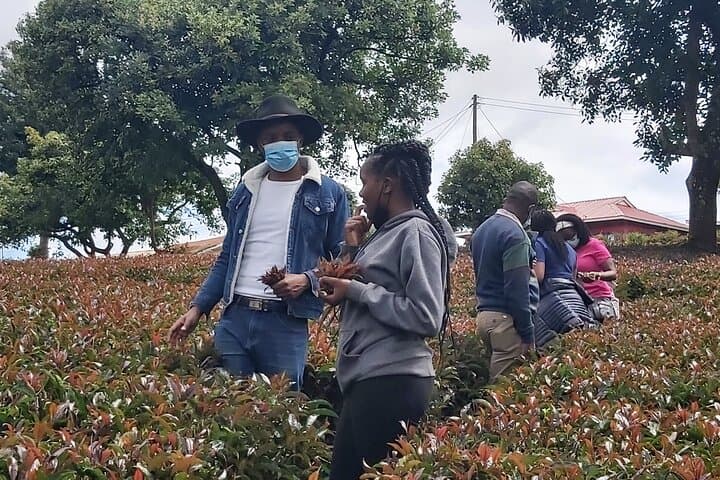Purple Tea Farm Tour from Nairobi: Tea-Picking, Processing & Waterfall Walk