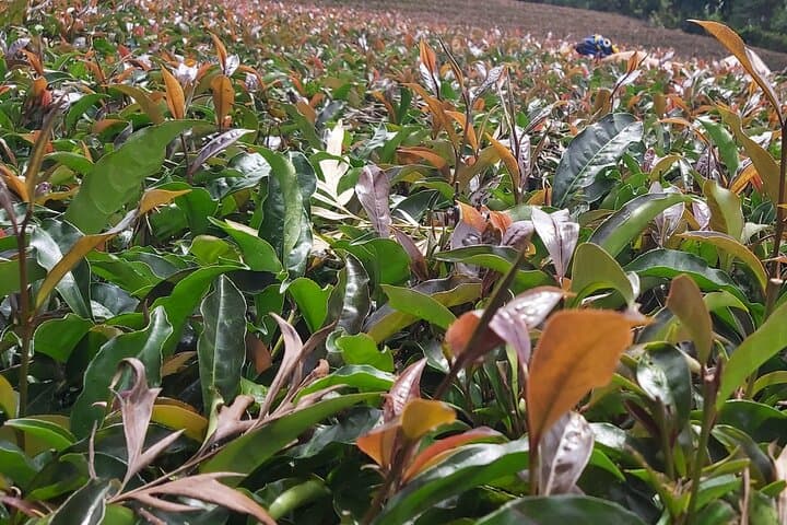 Purple Tea Farm Tour from Nairobi: Tea-Picking, Processing & Waterfall Walk photo 2