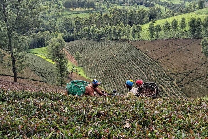 Purple Tea Farm Tour from Nairobi: Tea-Picking, Processing & Waterfall Walk photo 3