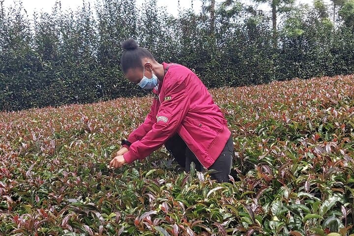 Purple Tea Farm Tour from Nairobi: Tea-Picking, Processing & Waterfall Walk photo 4