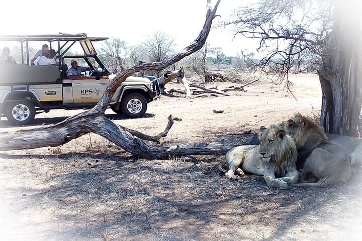 Full-Day Private Kruger Park Safari: Big Five Game Drive from Hazyview photo 3