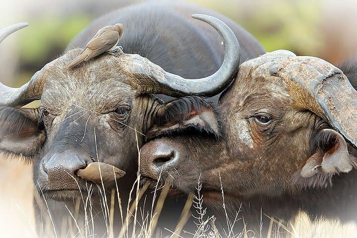 Full-Day Private Kruger Park Safari: Big Five Game Drive from Hazyview photo 5