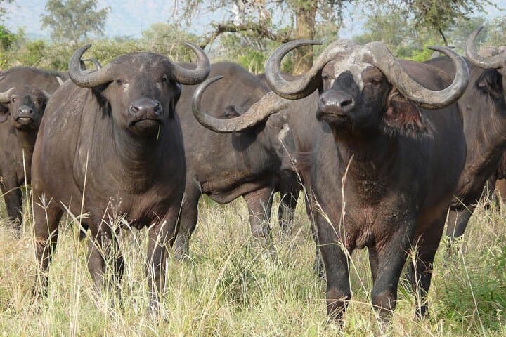 Wildebeest Migration Safari: 8-Day Maasai Mara Guided Tour photo 4