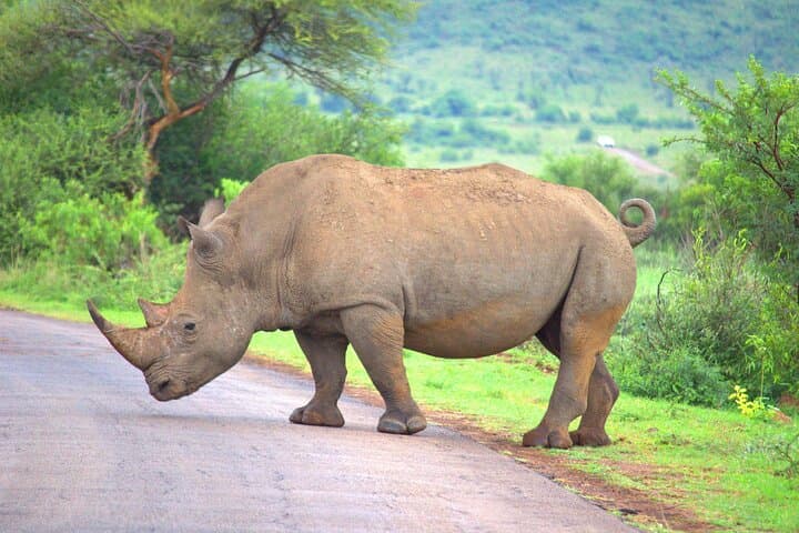 Wildebeest Migration Safari: 8-Day Maasai Mara Guided Tour photo 5