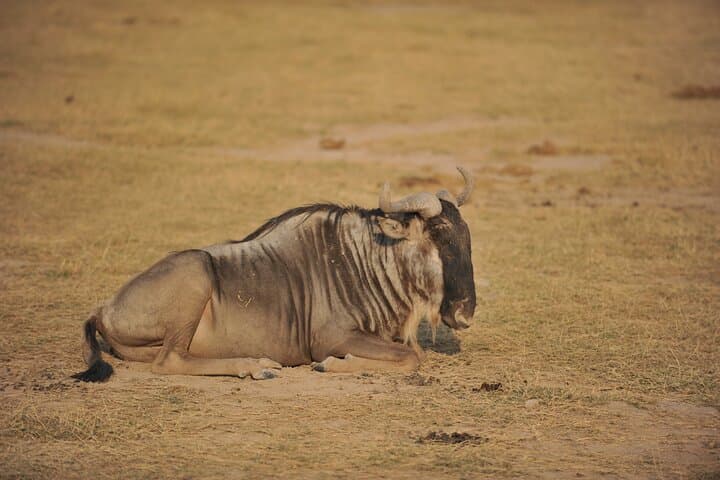 Wildebeest Migration Safari: 8-Day Maasai Mara Guided Tour photo 6