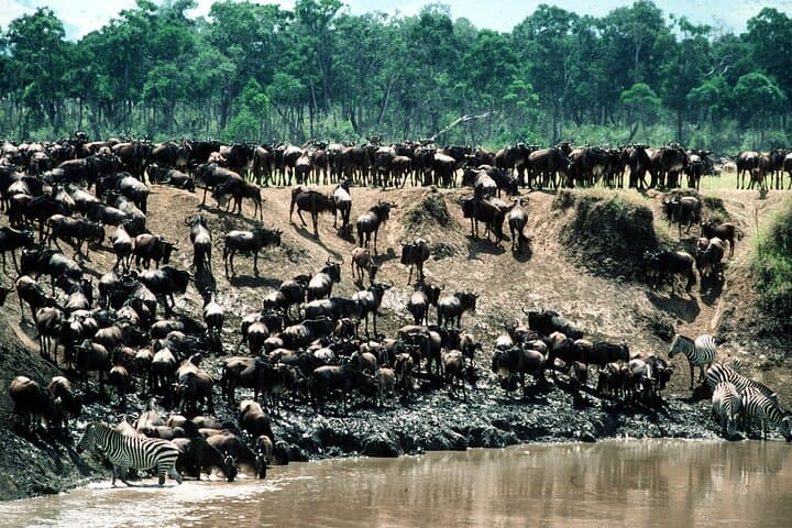 Wildebeest Migration Safari: 8-Day Maasai Mara Guided Tour