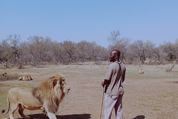 Guided Lion Bush-Walk at Ukutula Game Reserve — Walk with Lions from Pretoria photo 2