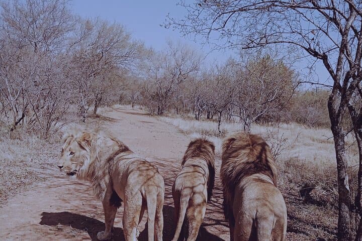 Guided Lion Bush-Walk at Ukutula Game Reserve — Walk with Lions from Pretoria photo 3