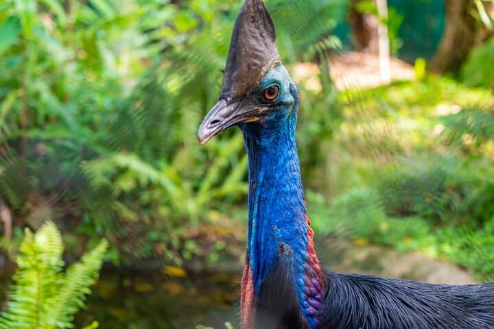 half-day-daintree-rainforest-tour-cape-tribulation-crocodile-cruise photo 4