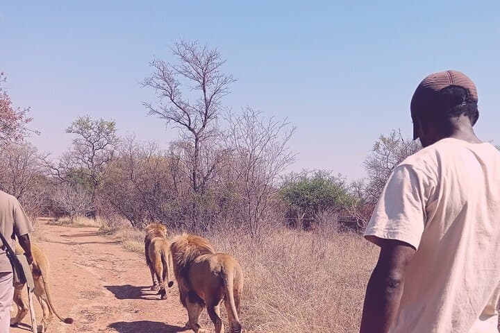 Guided Lion Bush-Walk at Ukutula Game Reserve — Walk with Lions from Pretoria photo 4