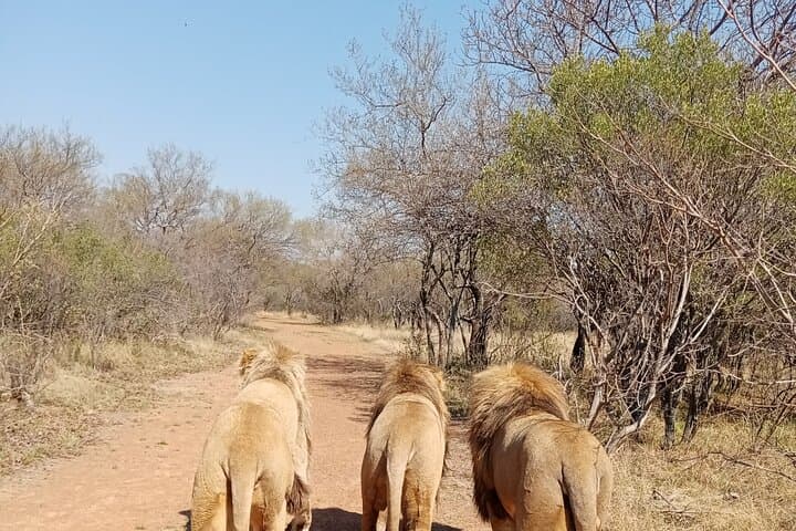 Guided Lion Bush-Walk at Ukutula Game Reserve — Walk with Lions from Pretoria