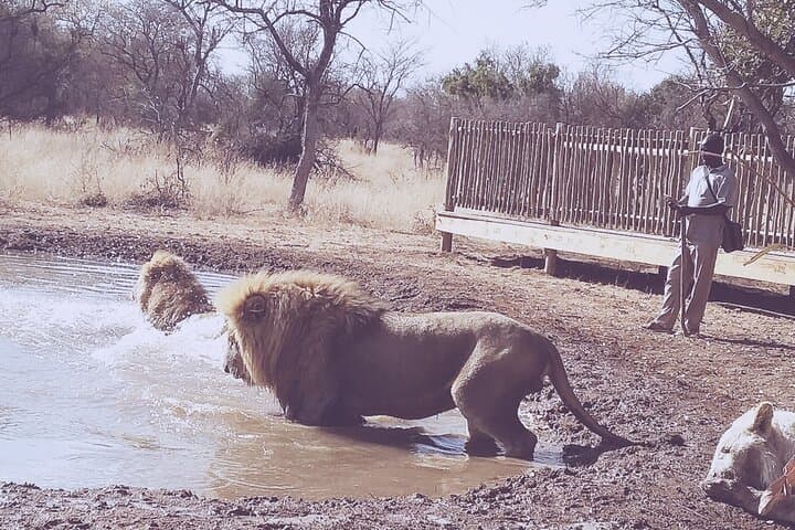 Guided Lion Bush-Walk at Ukutula Game Reserve — Walk with Lions from Pretoria photo 5