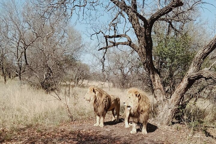 Guided Lion Bush-Walk at Ukutula Game Reserve — Walk with Lions from Pretoria photo 6