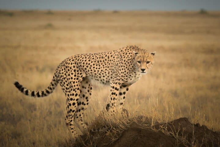 4-Day Serengeti, Olduvai Gorge & Ngorongoro Safari (Mwanza to Arusha) — Game Drives, Culture & Crater Views photo 6
