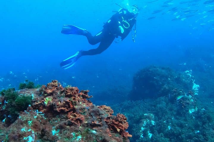 Dive the Lidador Shipwreck: Try Scuba in Angra do Heroísmo, Terceira photo 1
