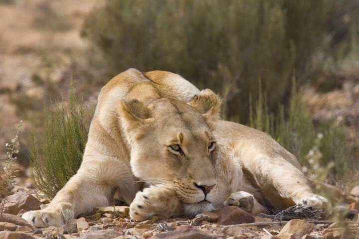Full-Day Aquila Safari: Big 5 Game Drive from Cape Town photo 4