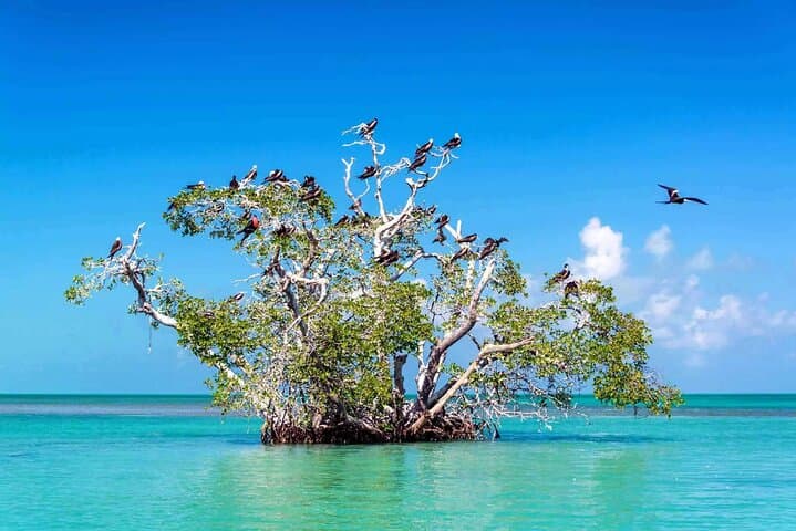 Sian Ka'an Boat Tour from Playa del Carmen — Snorkel Reefs, Mangroves & Punta Allen photo 3