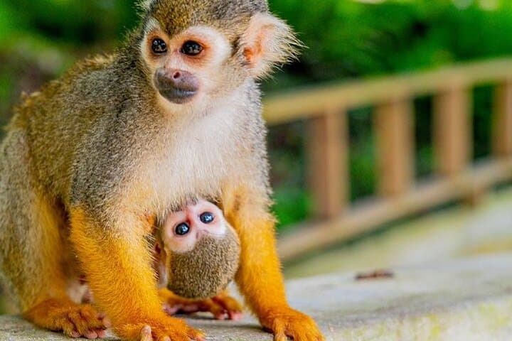 Soar Over Punta Cana: Ziplines Jungle Day Combo Tour with 800m Line photo 3