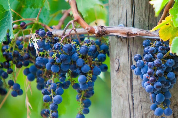 Mornington Peninsula Scenic Tour: Chairlift Ride, Beach Boxes, Winery Lunch & Chocolate Tasting photo 5