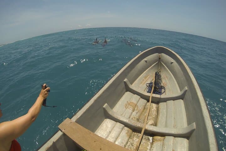 Ethical Dolphin Tour and Island Picnic in Kizimkazi, Zanzibar photo 2