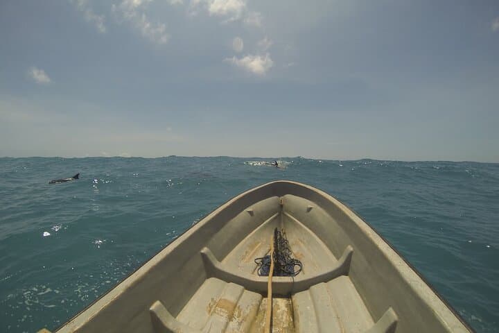 Ethical Dolphin Tour and Island Picnic in Kizimkazi, Zanzibar photo 3