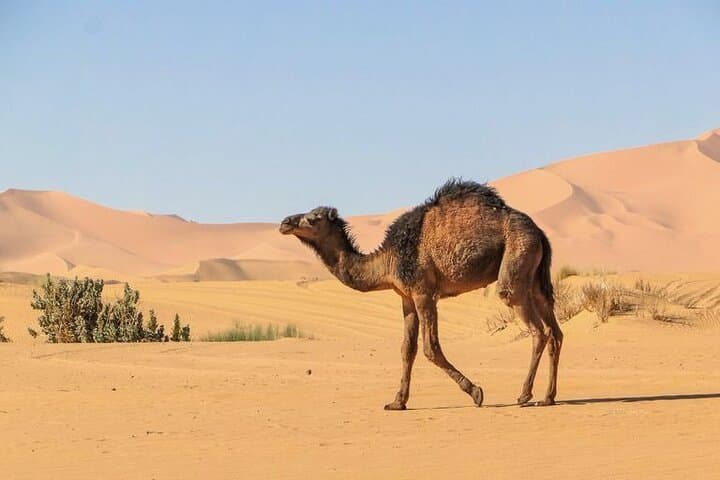 3-Day Marrakech to Merzouga Desert Tour: Camel Trek, Erg-Chebbi & Ait Ben Haddou photo 2