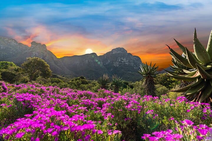 Kirstenbosch & Constantia Wine Tasting: Full-Day Cape Winelands Experience