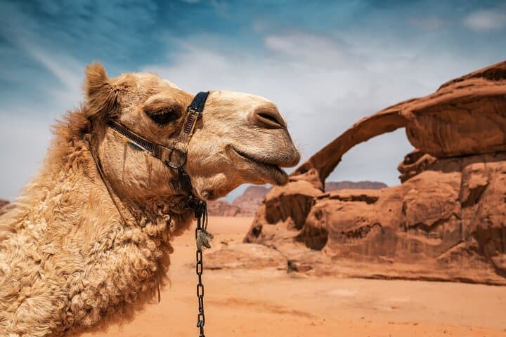 Wadi Rum Full-Day Jeep Tour & Sleep Under the Stars — Bedouin Camp Experience photo 5