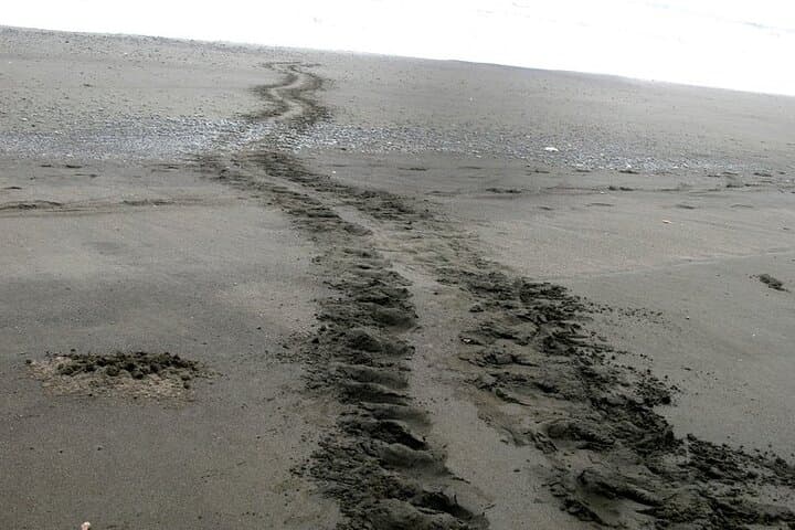 Night Turtle Watching Tour Near Tamarindo: Guided Beach Patrols and Nesting Hawksbills photo 4