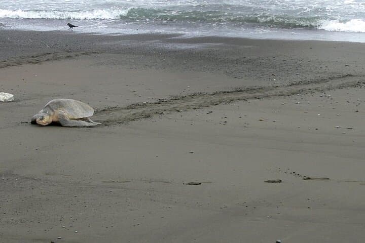 Night Turtle Watching Tour Near Tamarindo: Guided Beach Patrols and Nesting Hawksbills photo 5