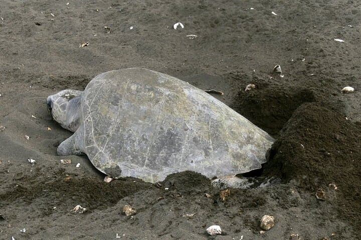 Night Turtle Watching Tour Near Tamarindo: Guided Beach Patrols and Nesting Hawksbills photo 6