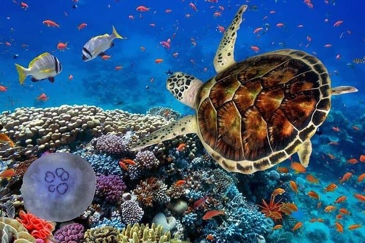 Full-Day Tulum Adventure: ATV Trails, Zipline Canopy, Cenote Cave & Akumal Turtle Swim photo 2