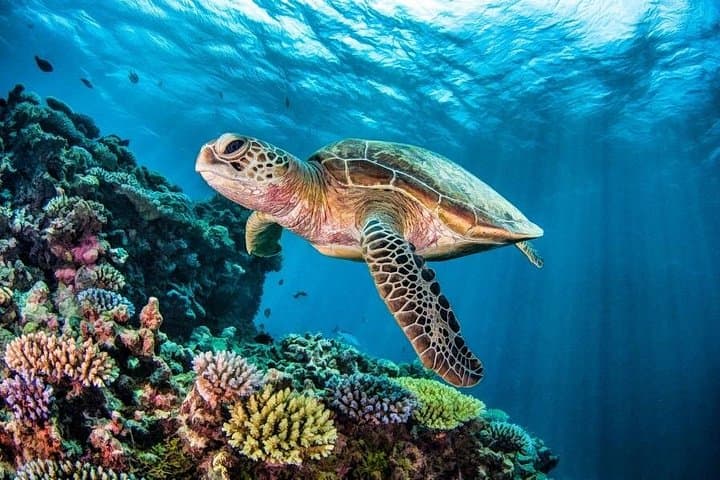 Full-Day Tulum Adventure: ATV Trails, Zipline Canopy, Cenote Cave & Akumal Turtle Swim photo 4