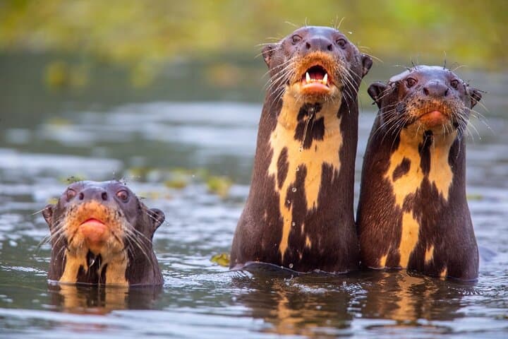 6-Day Pantanal Jaguar Safari from Cuiabá — Porto Jofre Wildlife & Photography Expedition photo 2