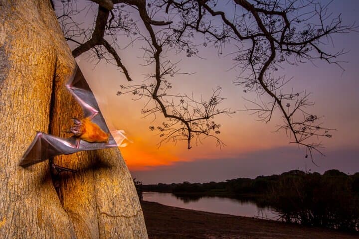 6-Day Pantanal Jaguar Safari from Cuiabá — Porto Jofre Wildlife & Photography Expedition photo 4