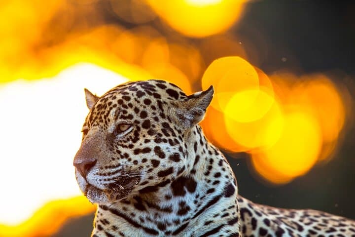6-Day Pantanal Jaguar Safari from Cuiabá — Porto Jofre Wildlife & Photography Expedition