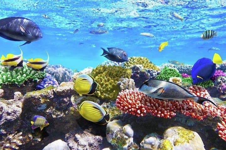 Riviera Maya Full-Day: ATV, 4 Ziplines, Cenote Swim & Yalkú Snorkel photo 4