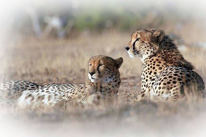 Private Kruger Park Safari: 3-Night Middle Kruger Game Drive Experience photo 3