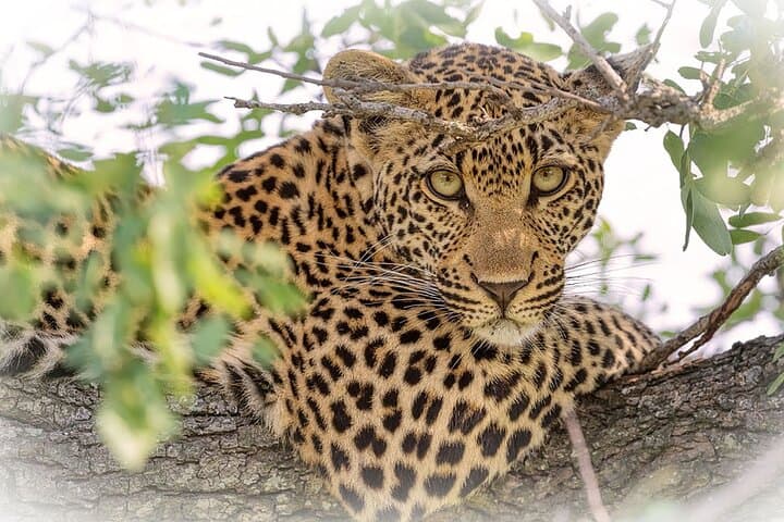 Private Kruger Park Safari: 3-Night Middle Kruger Game Drive Experience photo 5