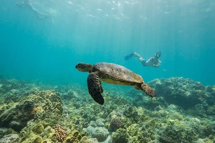 Kealakekua Bay Dolphin Reef Snorkel & Sea Caves from Kona photo 3